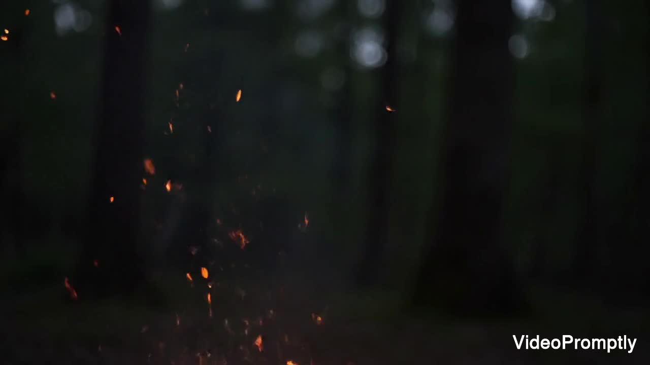 4K Forest Embers Floating