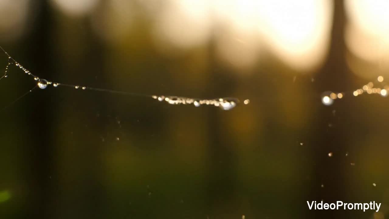 Macro Water Droplet