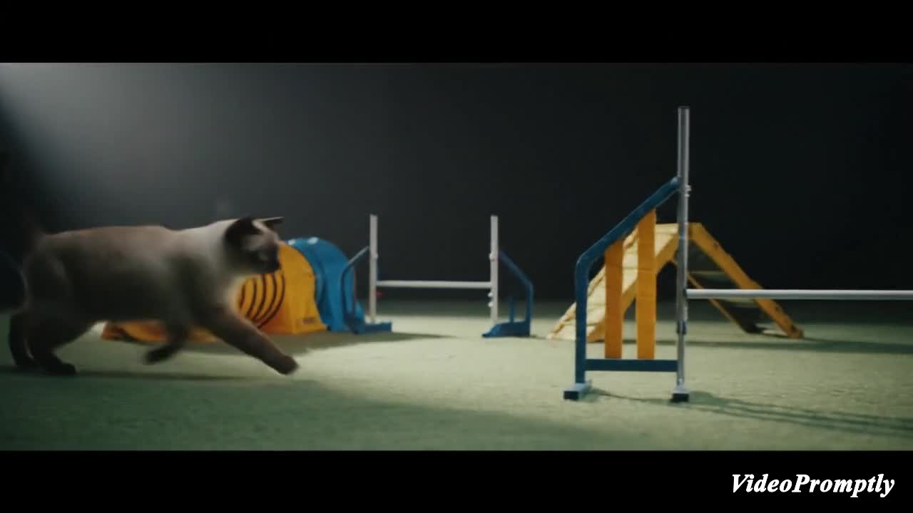 Olympic Cat Agility Course